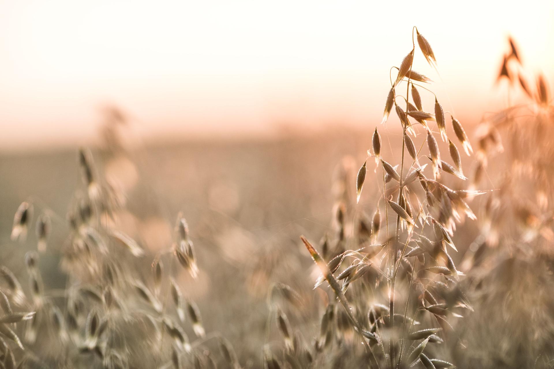 L'avoine et l'eau sont mélangées et broyées